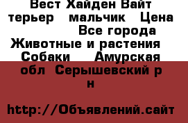 Вест Хайден Вайт терьер - мальчик › Цена ­ 35 000 - Все города Животные и растения » Собаки   . Амурская обл.,Серышевский р-н